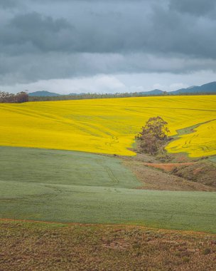 Kasvetli gökyüzü altında geniş tarım alanlarının dikey çekimi