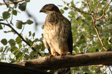 Ağaçta tünemiş bir atmacanın yakın plan çekimi.
