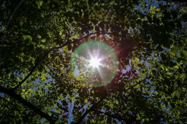 Ormanda büyüyen güzel bir ağacın alçak açılı görüntüsü.
