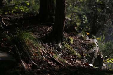 Ağaçlı eski bir ormanın güzel manzarası