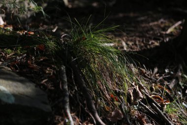 Ormandaki bir ağacın kökleri yakınındaki yeşil çimenlerin yakın çekimi.
