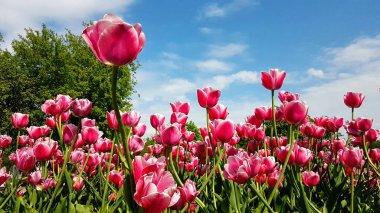 Güneşte pembe laleler.