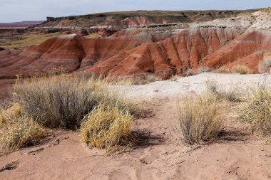 Güneşli bir günde çölün ortasında kuru bir çalı ve çorak arazi.
