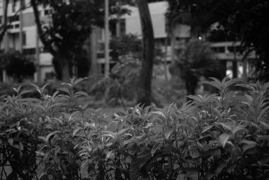 Şehir merkezindeki bir binanın önündeki çalıların ve ağaçların olduğu gri bir park.