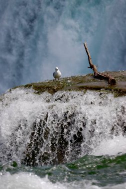 Niagara Şelalesi 'nin tepesinde duran bir martının dikey çekimi.