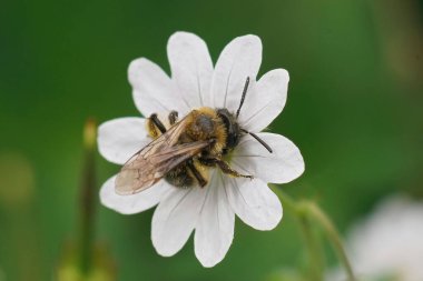 Dişi bir Gwynne 'nin maden arısı, Andrena' nın bicolor 'u bahçedeki beyaz sardunya pirenaicum çiçeğinin üzerinde.
