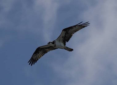 Güneşli bir günde bulutlu gökyüzünde uçan bir Osprey kuşunun düşük açılı görüntüsü.