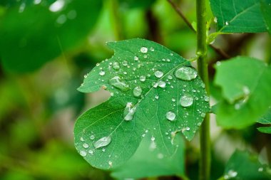 Yeşil bir yaprağın üzerindeki çiğ damlalarının makro görüntüsü.