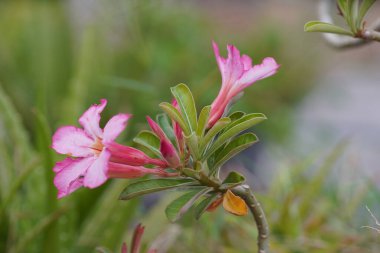 Çöl güllerinin yakın çekimi.