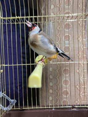 Küçük bir kafesin içinde tek bir GoldFinch kuşu.