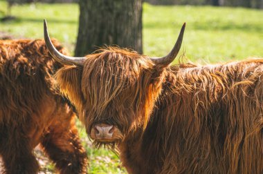 Bir İskoç sığırının tarladaki seçici odak noktası.