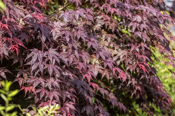 Maples Japanese Mappe Acer Palmatum — Fotografia de Stock