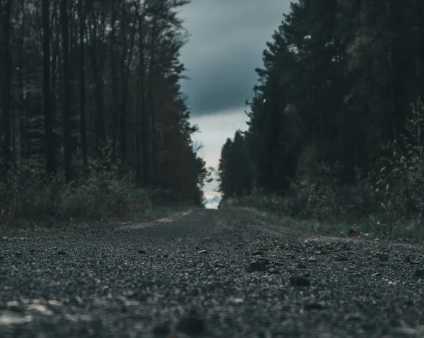 森の中の丸太の間のアスファルトの通路の低角度ショット — ストック写真