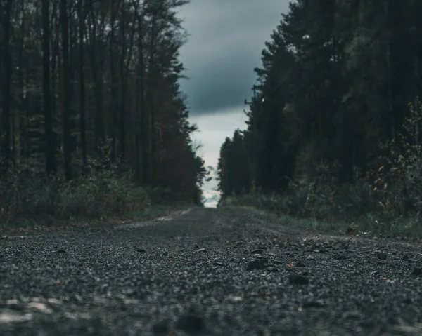 Eine Flache Aufnahme Des Asphaltweges Zwischen Baumstämmen Einem Wald — Stockfoto