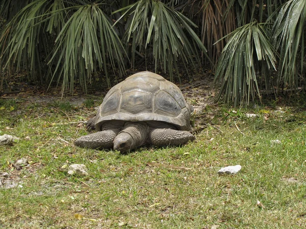 Belo Tiro Uma Tartaruga Gigante Aldabra Que Coloca Grama Verde — Fotografia de Stock