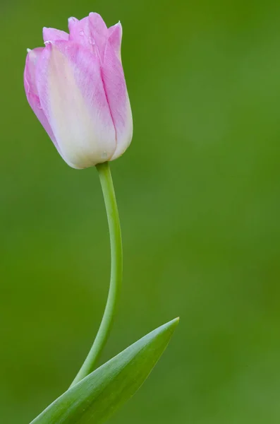 Morbido Fiore Tulipano Rosa Mostrato Uno Sfondo Verde Lussureggiante — Foto Stock