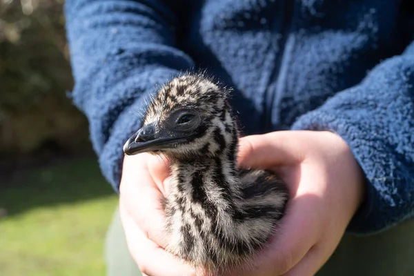 Three Day Old Incubator Hatched Emu Chick Has First Experience — Stock Photo, Image