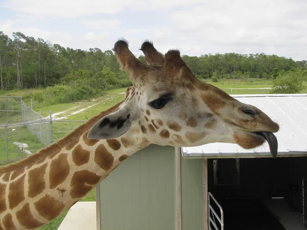 Eine Nahaufnahme Einer Nördlichen Giraffe Park Mit Bewölktem Himmel Hintergrund — Stockfoto