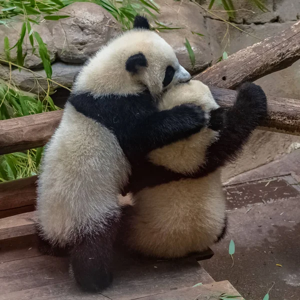 Giant Pandas Bear Pandas Two Babies Playing Together — Stock Photo, Image