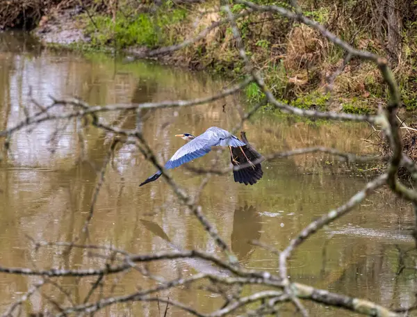 Una Garza Azul Volando Sobre Agua Bosque Sobre Fondo Borroso —  Fotos de Stock