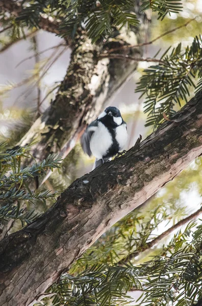 Ağaçtaki Kuşun Dikey Görüntüsü — Stok fotoğraf