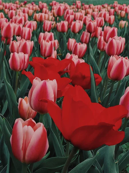 Vertical Closeup Field Pink Tulips Green Leaves — Stock Photo, Image