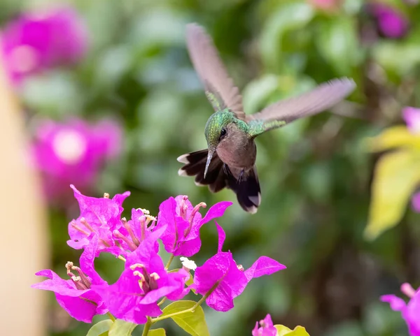 庭のピンクの花の上にAntilleanクレストのハチドリのクローズアップショット — ストック写真