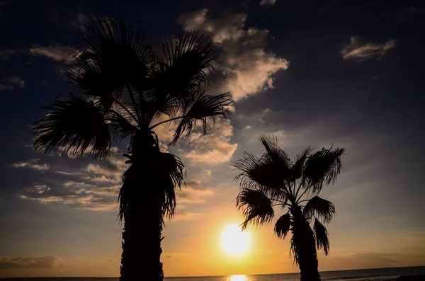 Palmensilhouette Bei Sonnenuntergang Auf Den Kanarischen Inseln — Stockfoto