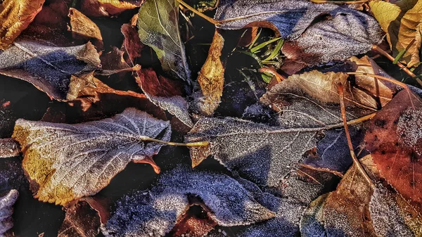 Close Frozen Leaves Ground Saint Petersburg Russia — Stock Photo, Image