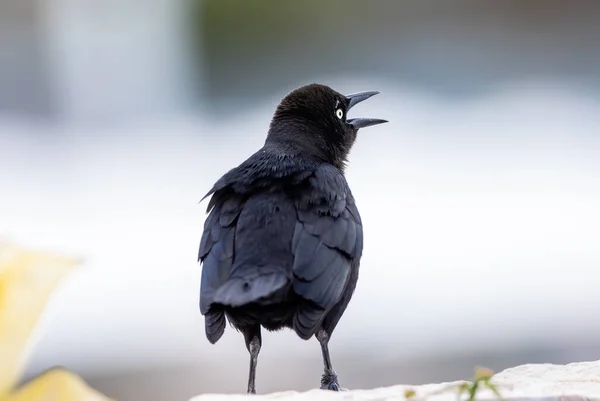 Back Shot Blackbird Prior Standing Jasmine Tree Blurred Background Daylight — Stock Photo, Image