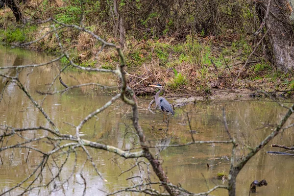 Una Vista Lejana Una Garza Azul Parada Agua Bosque — Foto de Stock