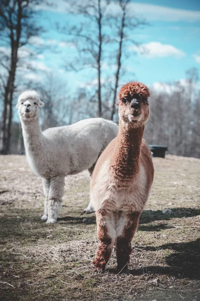 Close Vertical Alpacas Marrons Brancos Nas Terras Altas Suécia — Fotografia de Stock