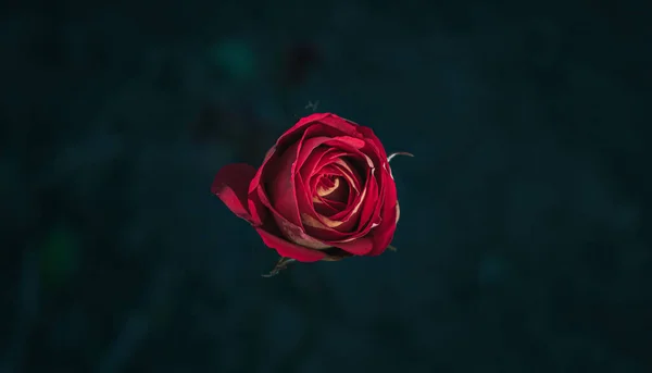 Czerwona Róża Odizolowana Czarnym Tle — Zdjęcie stockowe