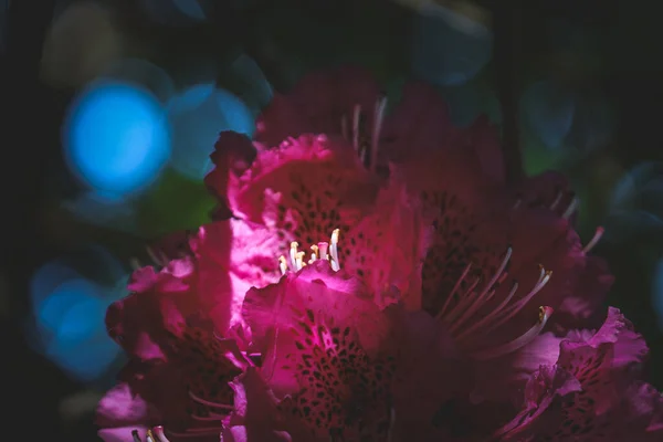 Gros Plan Une Belle Fleur Rhododendron — Photo