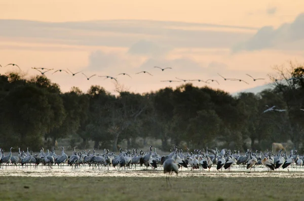 Eine Schöne Aufnahme Von Kranichen Auf Einem Feld Extremadura Spanien — Stockfoto