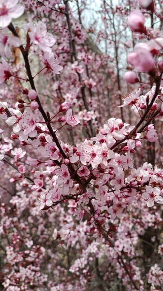 Primer Plano Una Rama Árbol Floreciente Rosa Sobre Fondo Borroso —  Fotos de Stock