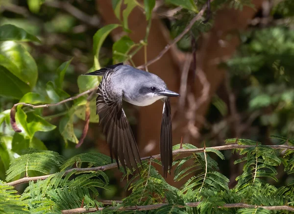 Gri Kral Sparrow Arka Planda Bulanık Bir Bahçede Uçarken Sığ — Stok fotoğraf