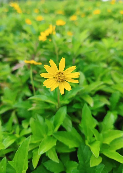 Egy Sárga Virág Függőleges Közelsége — Stock Fotó