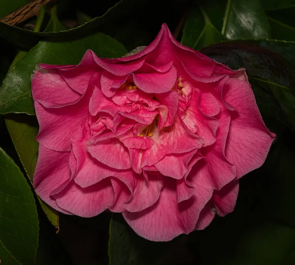 Closeup Shot Blooming Pink Rose — Stock Photo, Image