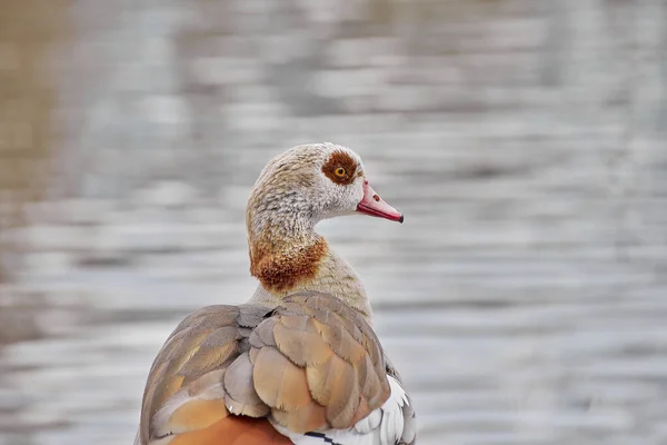 Eine Nahaufnahme Einer Ägyptischen Gans Von Hinten Die Seitlich Gegen — Stockfoto