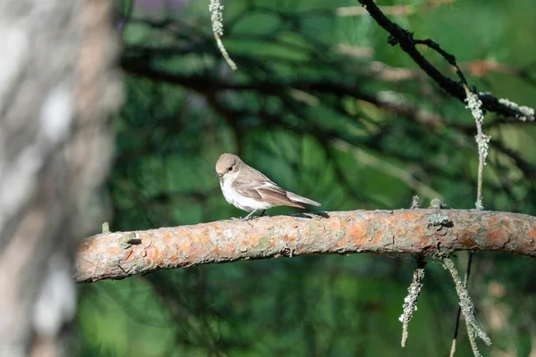 Vacker Liten Fågel Som Sitter Trädgren Solig Dag — Stockfoto