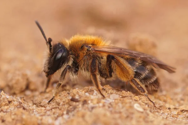 Nadir Bulunan Andrena Fulvata Maden Kazan Arısının Yetişkin Dişisine Yakın — Stok fotoğraf