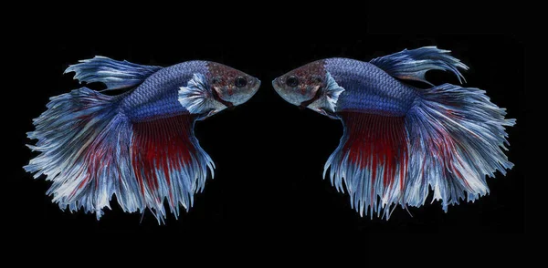 Closeup Shot Couple Betta Fishes Isolated Black Background — Stock Photo, Image