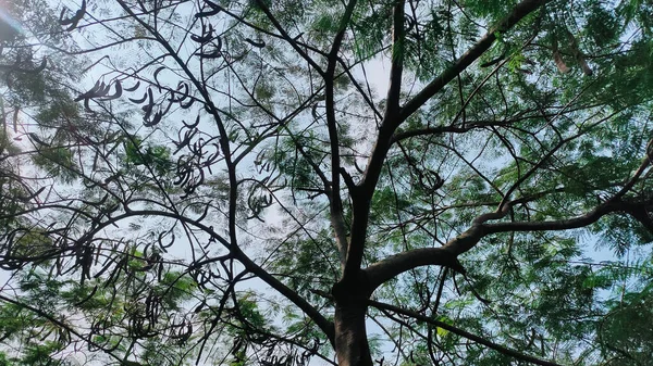 Δέντρο Σιλουέτα Την Ηλιόλουστη Μέρα Στην Jaka — Φωτογραφία Αρχείου