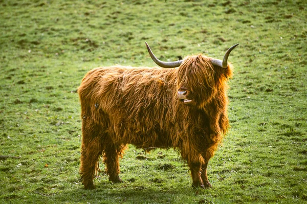 Primer Plano Una Esponjosa Vaca Escocesa Los Pastizales — Foto de Stock