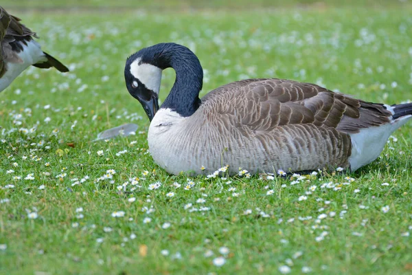 Die Nahaufnahme Einer Kanadischen Gans Auf Der Grünen Wiese — Stockfoto