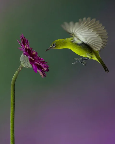 Pássaro Olhos Brancos Alimentando Néctar Uma Flor Roxa Fundo Roxo — Fotografia de Stock