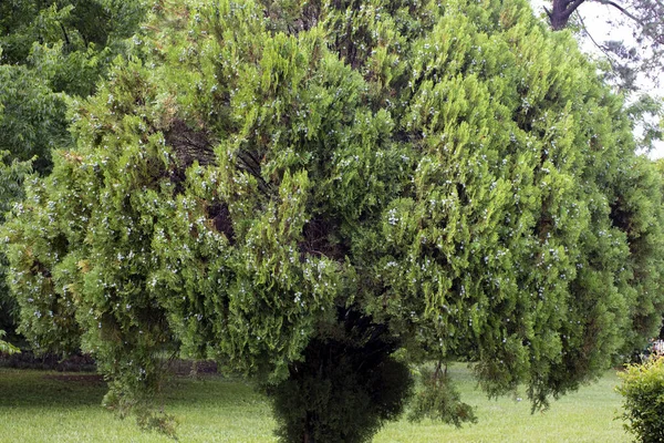 Uma Árvore Redonda Verde Primavera Geórgia — Fotografia de Stock