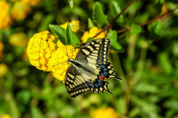 Papillon Monarque Danaus Plexippus Sur Les Fleurs Jardin Jaune Pendant — Photo