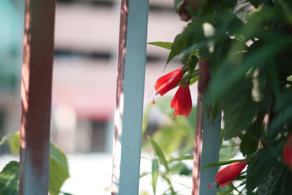 Closeup Shot Red Hibiscus Flower Garden Day — Stock Photo, Image